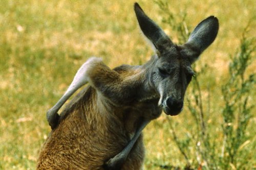 The Great Australian Bicentennial Bike Ride