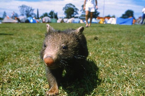 The Great Australian Bicentennial Bike Ride